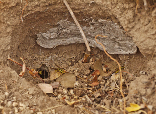 Hornet Nest Cavity