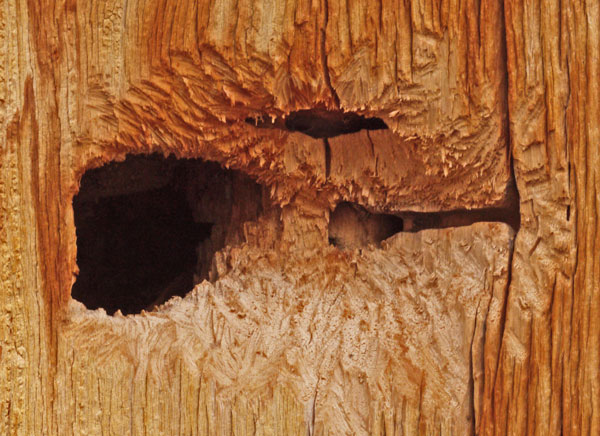 Woodpecker Opened Bug Chambers