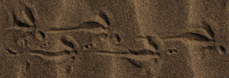 Bird Foot Print, Front Toe Dragging, Rear Toe 2 Points, Soft Dry Sand