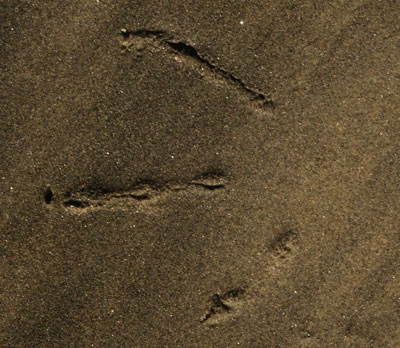 Bird Print Showing Lobing on the Toes, Middle Toe Claw, No Heel or Rear Toe, Wet Sand