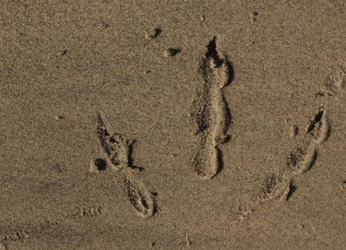 Bird Print Showing Lobing on the Toes. This Bird Pushed Hard and Ran to the Left. See Berm, Smear, and Sand Clumps.