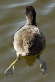 American Coot Swimming, Rear View