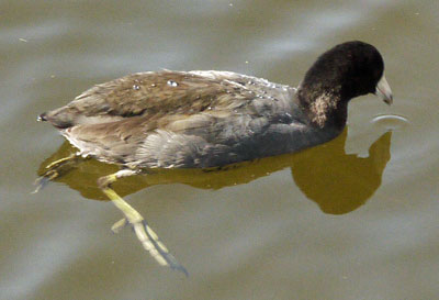 American Coot Swimming, Side View