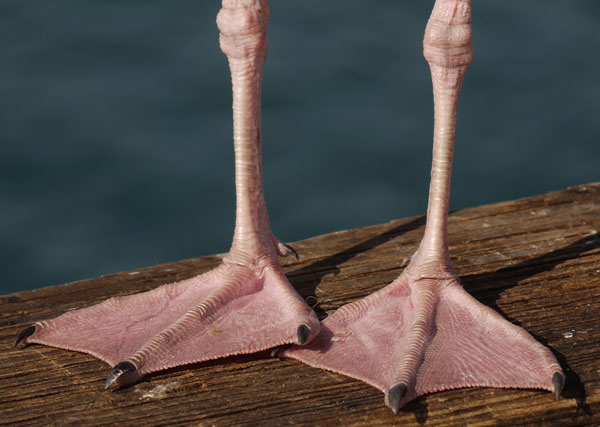 Seagull Feet, Front View