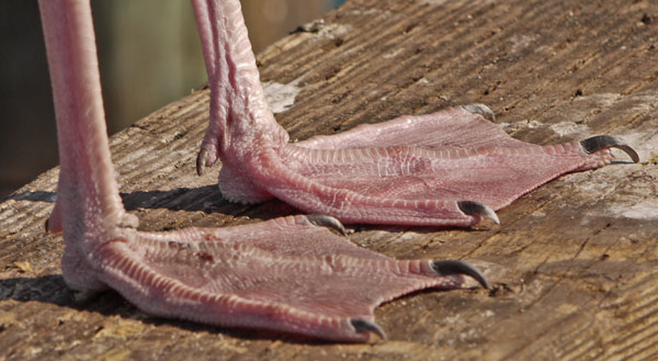 Seagull Feet, Side View