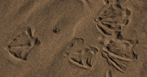 Seagull Prints in Dry Sand