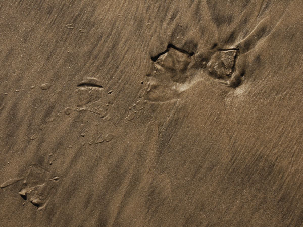 This Gull Walked Moments after the Surf Wash Drained Away.