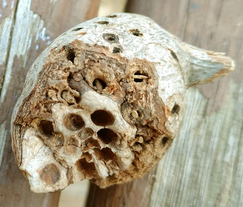 This Insect Gall has been eaten away by a bird or rodent to eat the grubs.