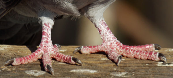 Pigeon Feet