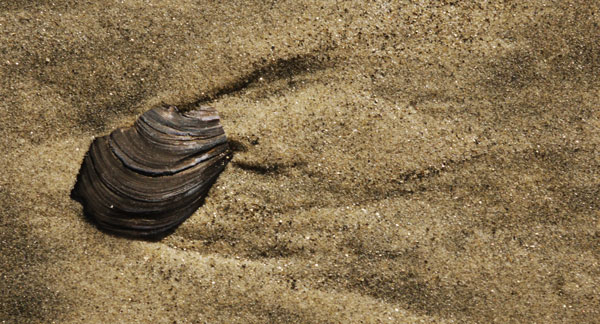 Sea Shell, Surf Washed Sand Flow Lines