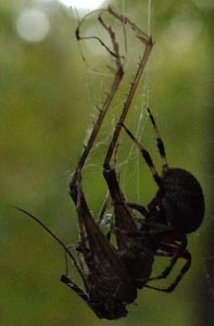 Spider and Partially Eaten Grasshopper