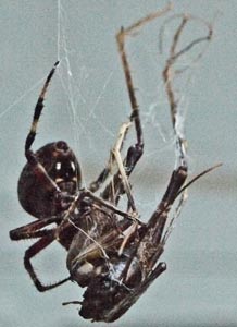 Spider and Partially Eaten Grasshopper