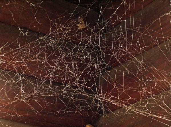 Spatial Spider Web