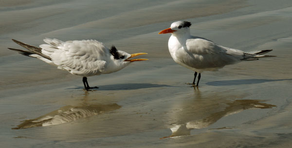 Tern Chick and Hen