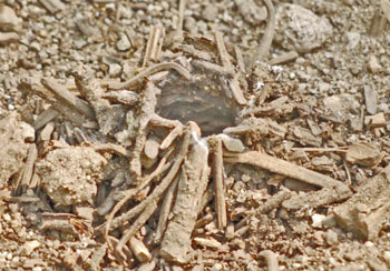 Silk Lined Bug Tunnel