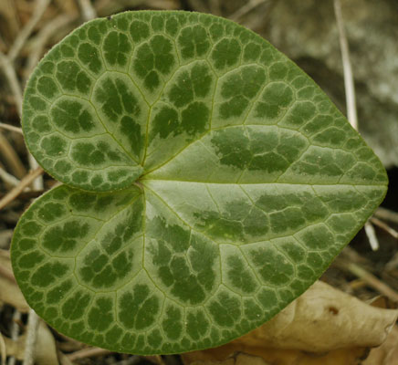 Leaf