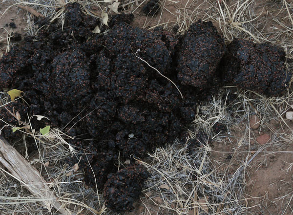 Bear Scat with Seeds