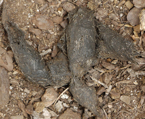 Coyote Scat with Hair
