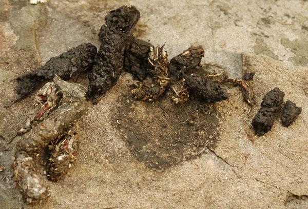 2 Coyote Scats with Seeds, Grass