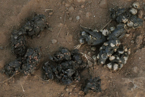 2 Coyote Scats with Different Seeds