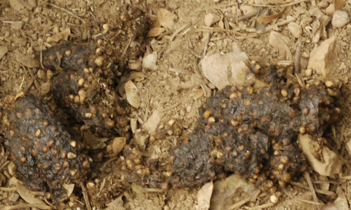 Coyote Scat with Seeds
