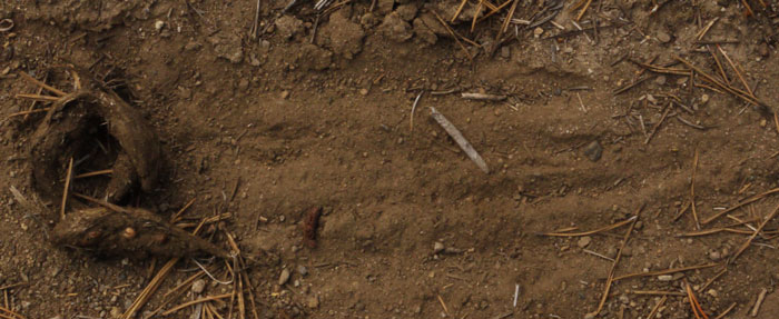 Scent Scrape and Coyote Scat with Hair