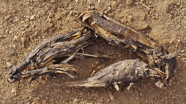 Dog Scat with Woody Herb Stalks