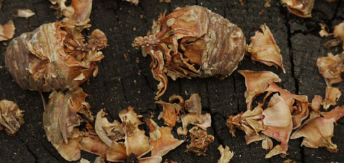 Squirrel Eaten Pine Cone