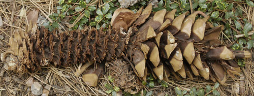 Squirrel Eaten Pine Cone