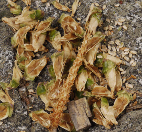 Squirrel Eaten Pine Cone