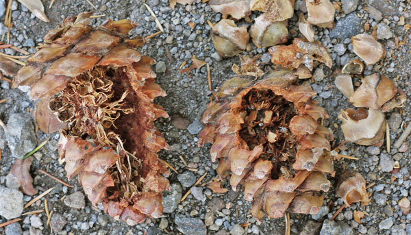 A Small Rodent or Bird Ate the Insides of this Pine Cone.