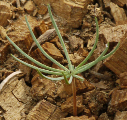 Tiny Pine Tree