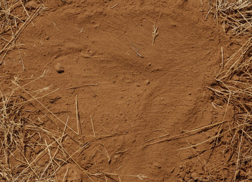 A Dog Scraped Away the Duff and Sat in this Dust.