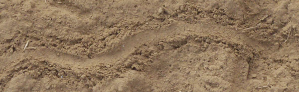 A Smooth Lizard Belly Made the Groove, with Footprints on the Sides.