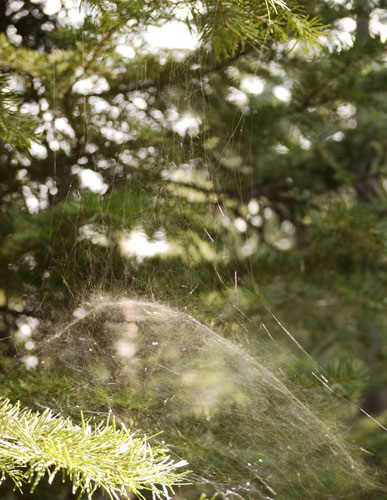 Dome Spider Web