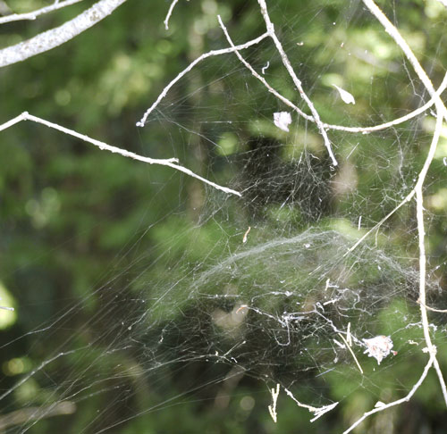 Dome Spider Web