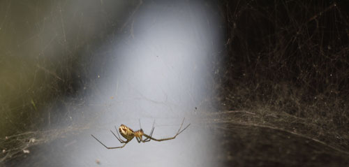 Dome Web Spider