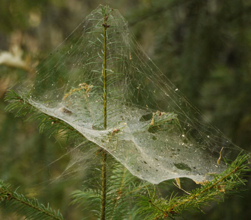 Flat Spider Web