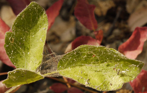 Web on Leaves