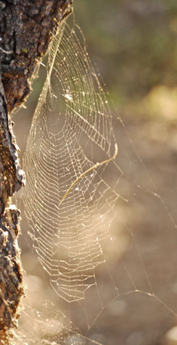 Orb Spider Web