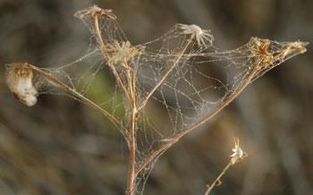 Spider Web