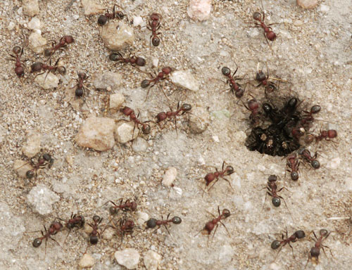 Ants