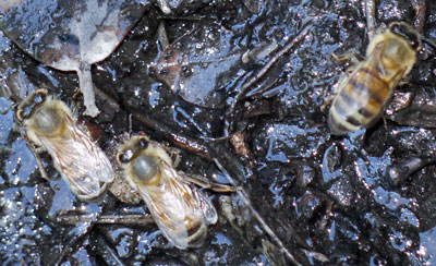 Bees Drinking from Mud