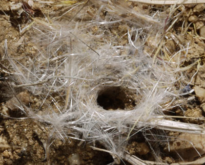 Bug Tunnel Ringed with Plant Fluff