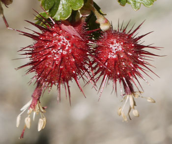 Berries