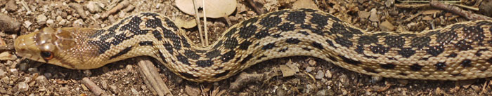 Gopher Snake