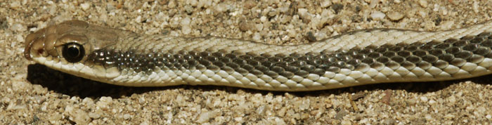 Garter Snake