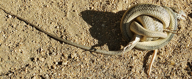 Snake Constricting Lizard