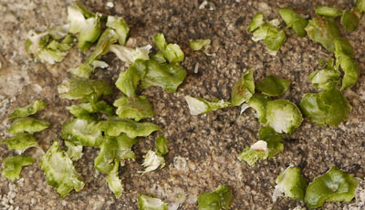 Squirrel Eaten Yucca Seed Pods