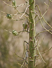 Squirrel Eaten Yucca Seed Pods